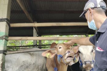 Lampung berkomitmen terus sediakan bibit ternak unggul