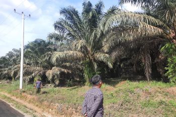 Harga minyak sawit mentah di Jambi turun Rp114 per kilogram