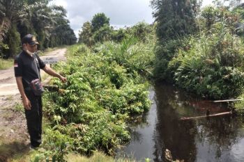 Memasuki musim hujan, BKSDA Sampit imbau warga waspada kemunculan buaya