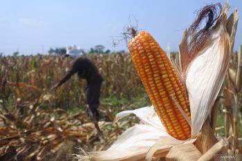 Harga jagung naik di Situbondo