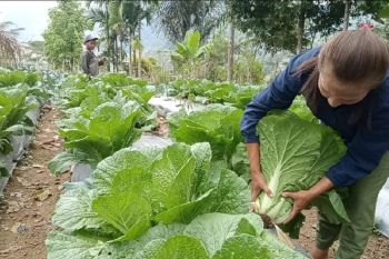 Kelompok Tani Hortikultura Poco Leok binaan PLN raup keuntungan jutaan rupiah
