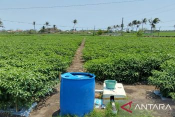 Dinas Pertanian Gunungkidul mencatat produksi cabai 594 ton pada November