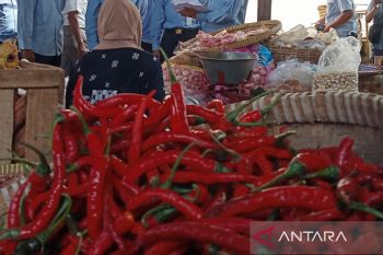 Bantul pastikan stok cabai tetap tercukupi meski harga tinggi
