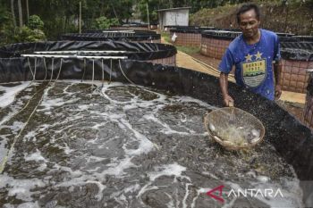 Budi daya ikan nila air tawar