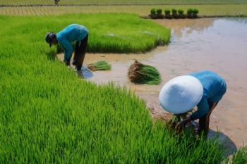 Pemkab Buleleng tawarkan asuransi usaha tani antisipasi gagal panen