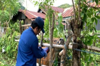 Sulbar peringkat empat nasional dalam realisasi penandaan dan pendataan ternak