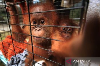 Malaysia ingin perkenalkan "diplomasi orang utan" ke importir sawit