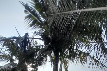 Akibat kemarau, produksi kelapa Lampung Timur turun