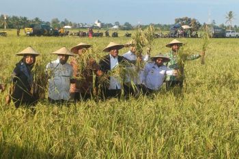 Wamendagri panen raya padi 60 hektare di Kabupaten Nabire