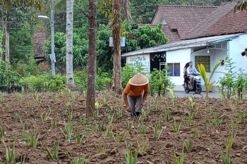 Dompet Dhuafa berdayakan ekonomi warga Magelang lewat aloevera