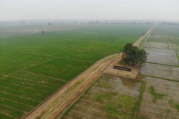 BRIN:  Pemilihan varietas padi pengaruhi emisi metana