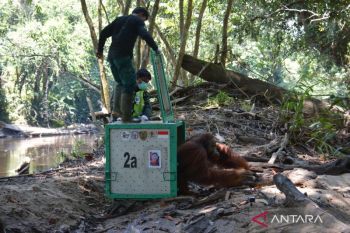 BKSDA Kaltim lepasliarkan empat orang utan ke Hutan Kehje