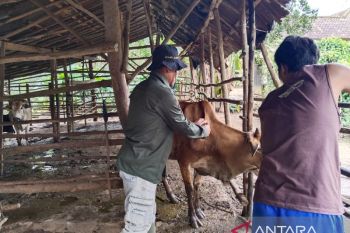 Dinas Peternakan OKU Timur cegah penyakit hewan di pancaroba