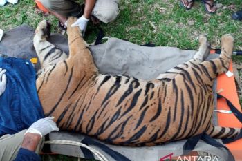 Jambi: BKSDA cracks down on tiger skin traders
