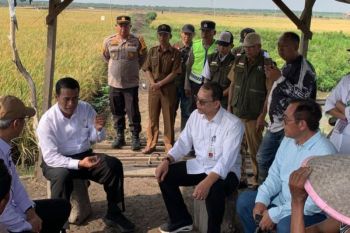 Mentan: Penegak hukum harus tangkap oknum mainkan pupuk subsidi