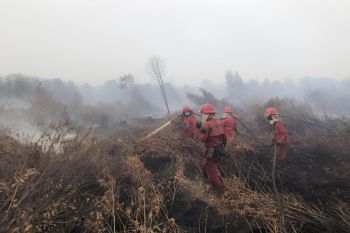 KLHK catat luas karhutla di Indonesia capai 994 ribu hektare