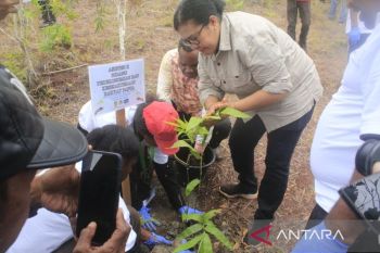 Govt plants bamboo fence at Cyclops Mountains Nature Reserve