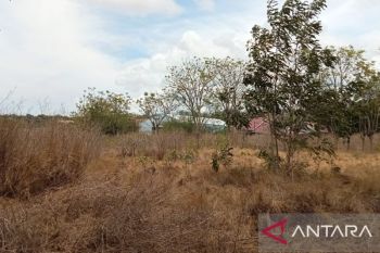 Tanaman obat kekeringan akibat cuaca ekstrem di Kota Palu