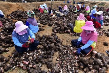 Sentra pembibitan Pisang Bone membuka lapangan kerja