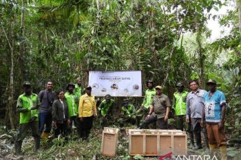 Sejumlah satwa endemik Papua dilepas di hutan Miyoko Mimika
