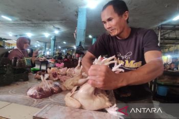 Harga ayam di Sampit merangkak naik akibat perbaikan jalan