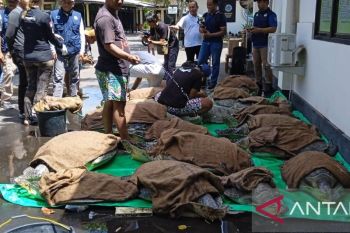 Bali kemarin, Penyelundupan penyu hijau hingga kebakaran TPA Suwung berakhir