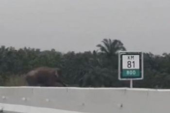 Gajah liar melintas di Jalan Tol Trans Sumatera, kok bisa?