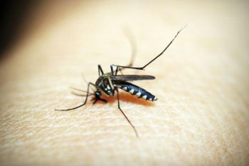 Bentol akibat nyamuk ber-Wolbachia sama dengan nyamuk biasa