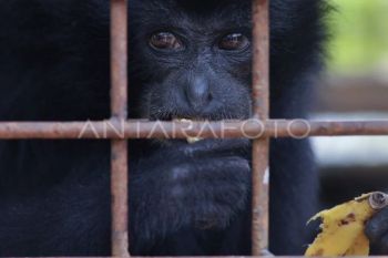 Perawatan satwa dilindungi