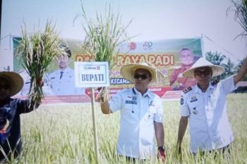Bupati Luwu Timur panen raya penangkaran benih padi di BPP Wotu