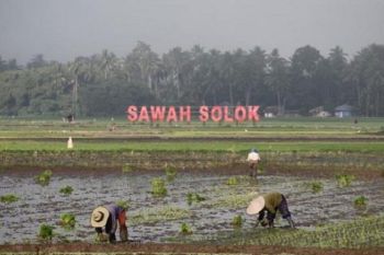 Mempertahankan luas sawah dan meningkatkan Produksi Beras Solok