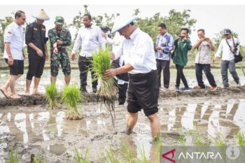Mentan nilai program "food estate" perlu dilanjutkan