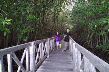 Hutan Tongke-Tongke taman wisata mangrove andalan Sulsel