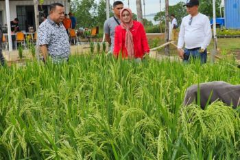 Rutan Kelas I Tanjungpinang garap program SAE bidang ketahanan pangan