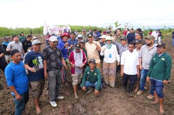 500 petani di Sidenreng Rappang budi dayakan pisang cavendish