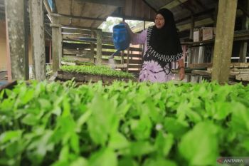 Kalsel kemarin, pembagian ribuan bibit cabai hingga implementasi MCP KPK