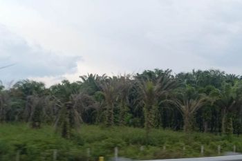 Harga sawit di Riau Rp2.614,89/kg