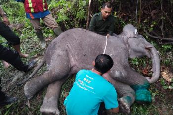 Anak gajah Sumatera mati usai kaki inveksi terlilit nilon