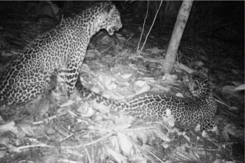 Ikhtiar menyelamatkan macan tutul jawa di Pegunungan Muria dengan hutan konservasi