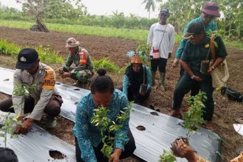 TP PKK Papua dorong gerakan ibu-ibu menanam lima pohon cabai