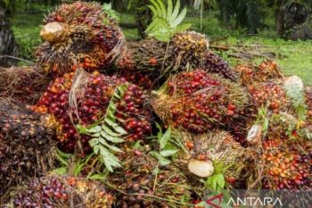 Harga CPO periode 1-15 Desember meningkat 5,94 persen