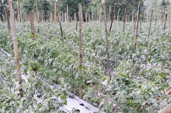 Pemkab Agam data pertanian terdampak erupsi Gunung Marapi