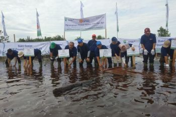 Petani Penajam mampu panen semangka 25 ton per hektare saat kemarau