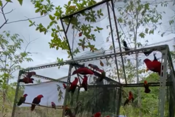 BKSDA Maluku lepaskan 28 ekor satwa liar yang dilindungi