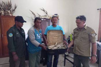 BKSDA Maluku amankan 5 kilogram satwa teripang susu