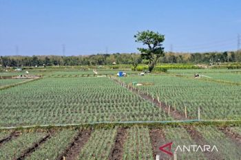 Petani di Kulon Progo diimbau untuk percepat olah lahan sawah