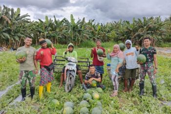 Satgas Pamtas RI-PNG bantu warga Muara Tami panen buah semangka