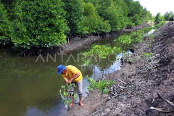 Indonesia jadi Ketua Bersama Aliansi Mangrove Dunia