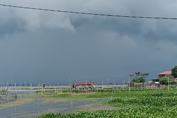 Pemkab Minahasa mengajak masyarakat tanam pohon di sekitar Danau Tondano