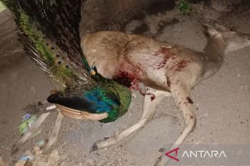 Polres Situbondo Jatim limpahkan kasus perburuan liar